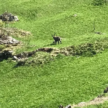 Julia Mit Sauna 度假居